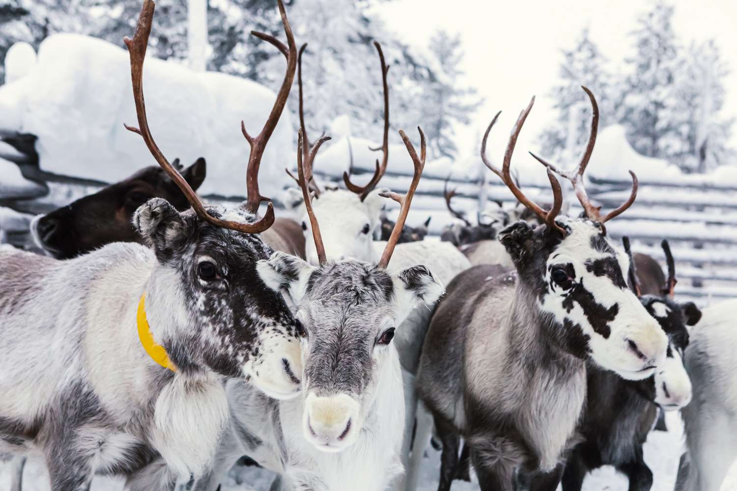 12 Stunning Information About Reindeer